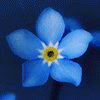 湛蓝花朵