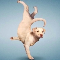 练瑜伽的狗狗