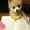 小狗在看书